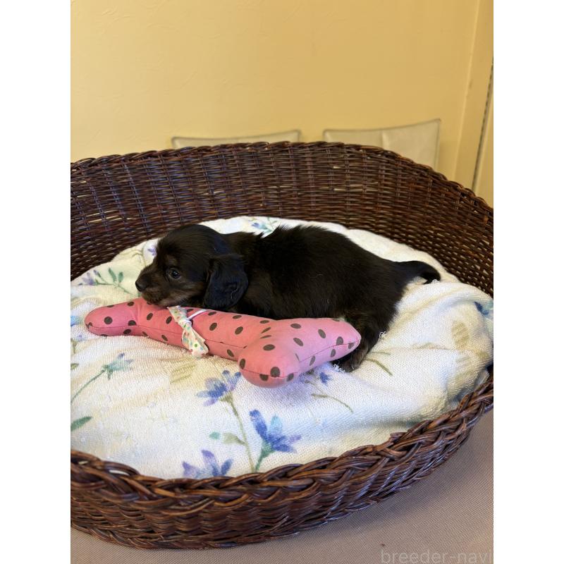 販売中の愛知県のミニチュアダックスフンド(ロングヘアード)-454879の6枚目