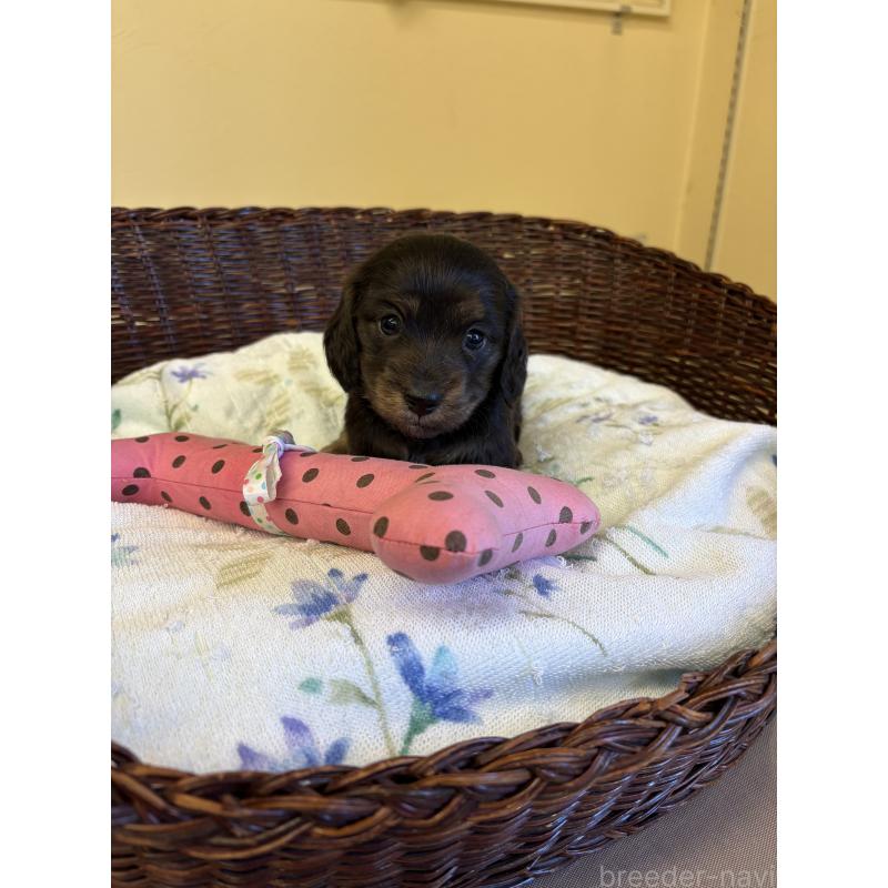 販売中の愛知県のミニチュアダックスフンド(ロングヘアード)-454879の5枚目