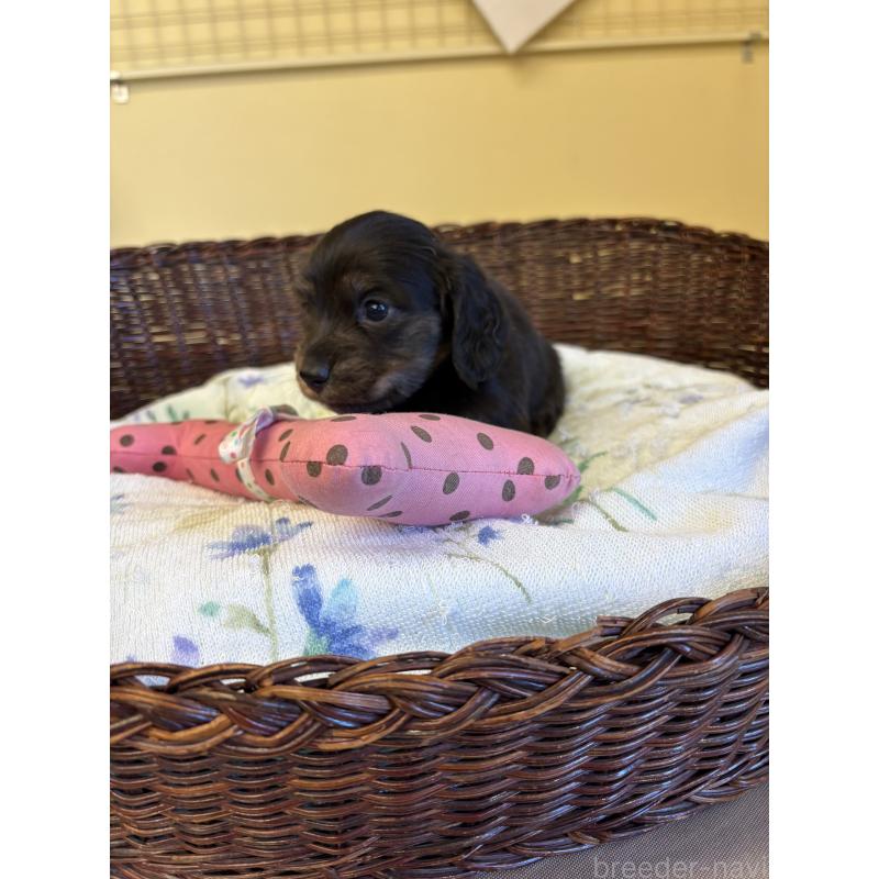 販売中の愛知県のミニチュアダックスフンド(ロングヘアード)-454879の4枚目