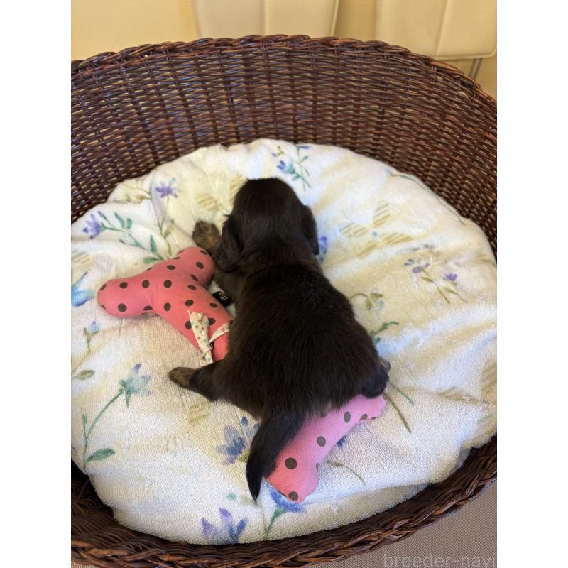 販売中の愛知県のミニチュアダックスフンド(ロングヘアード)-454879の3枚目