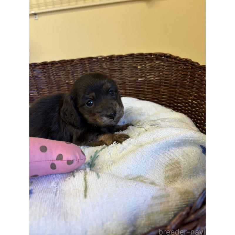 販売中の愛知県のミニチュアダックスフンド(ロングヘアード)-454879の2枚目