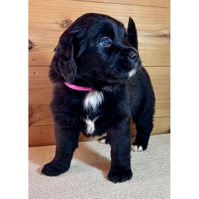 販売中の京都府のミックス犬-455085の4枚目