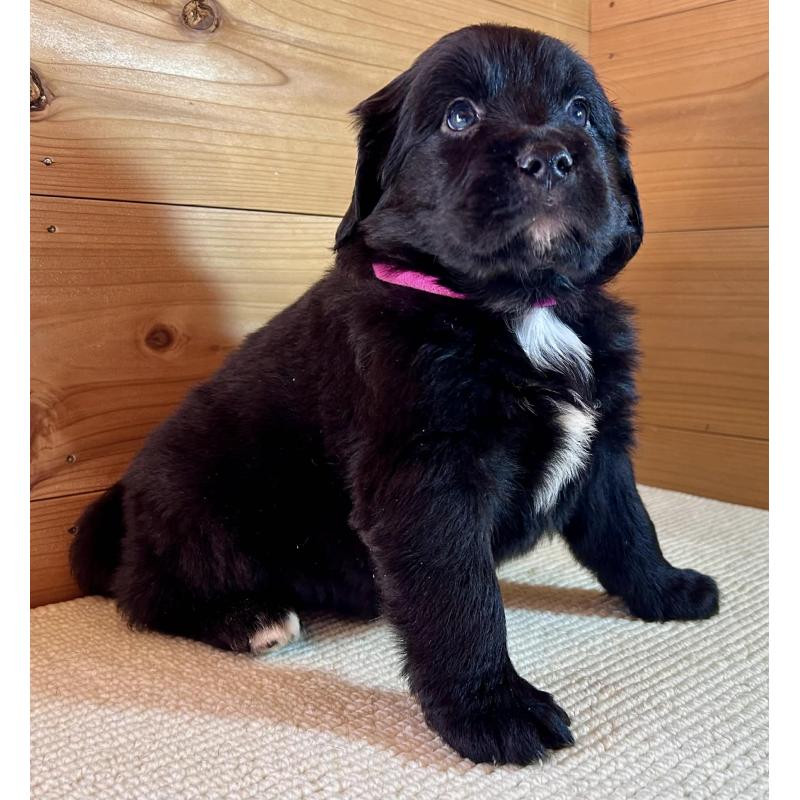 販売中の京都府のミックス犬-455085の3枚目