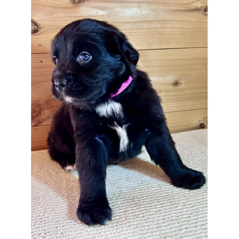 販売中の京都府のミックス犬-455085の2枚目