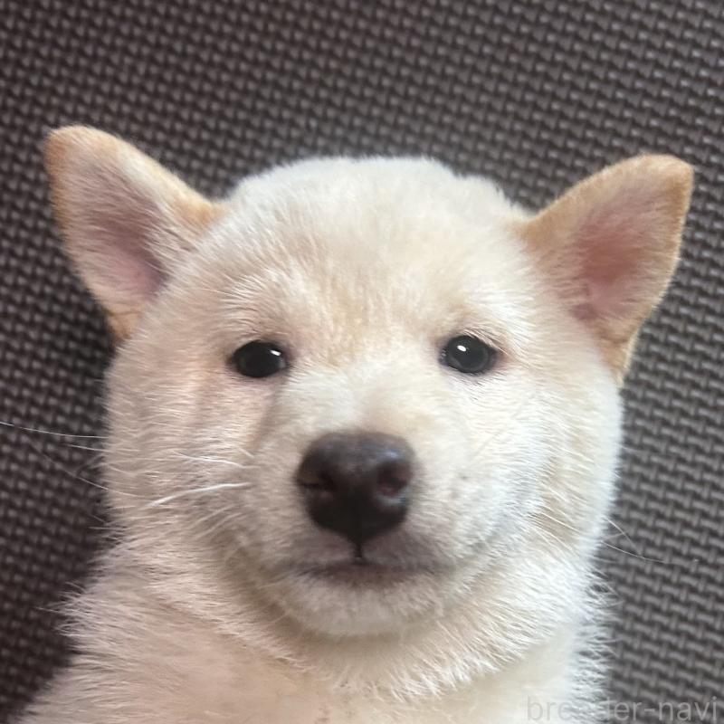 販売中の福岡県の豆柴-443181