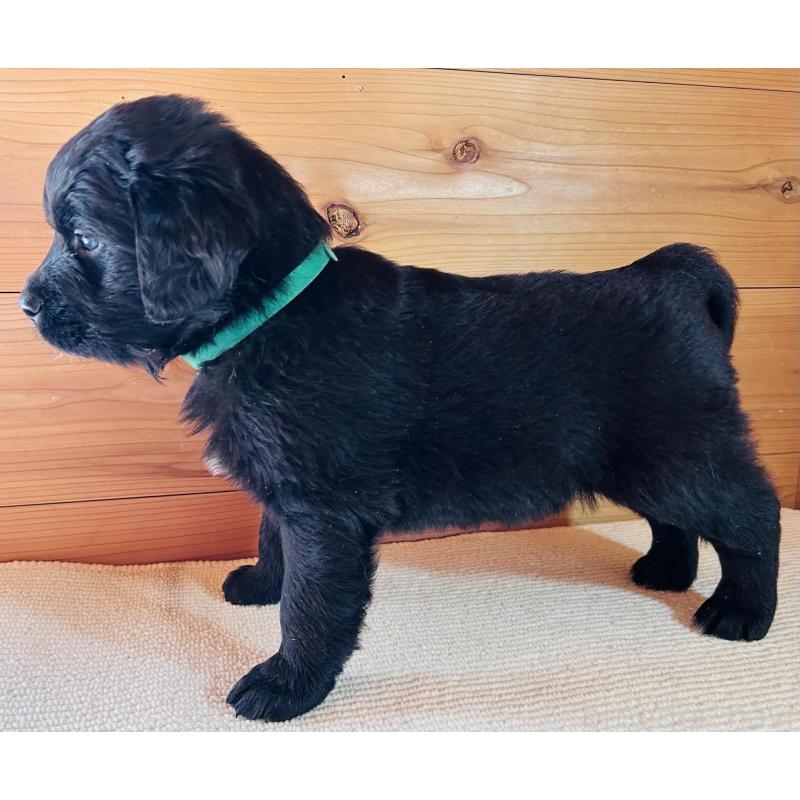 販売中の京都府のミックス犬-455082の4枚目