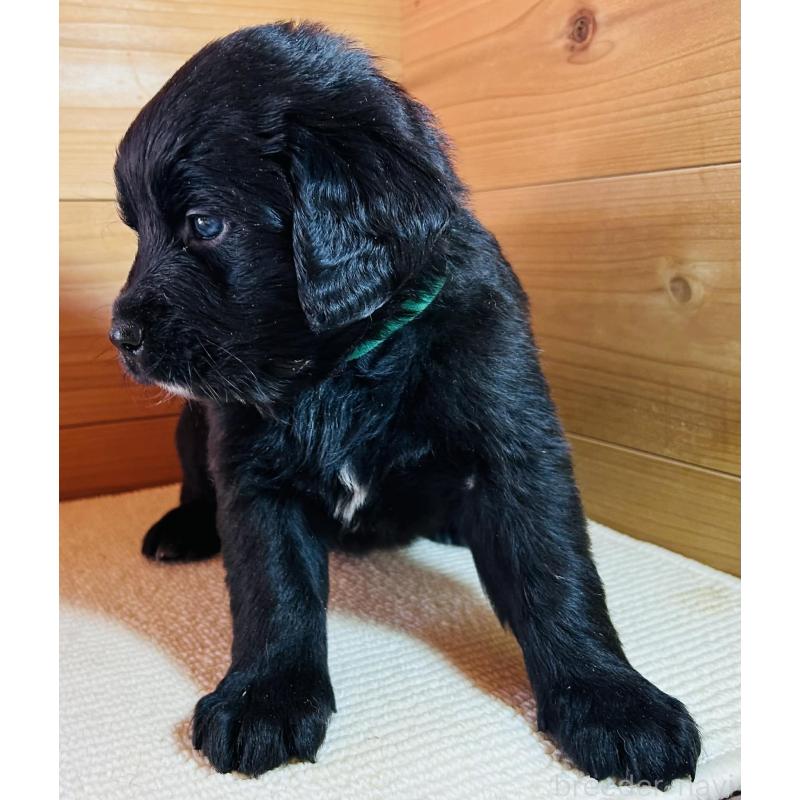 販売中の京都府のミックス犬-455082の3枚目