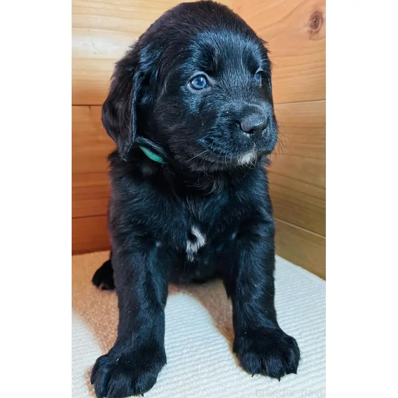 販売中の京都府のミックス犬-455082の2枚目