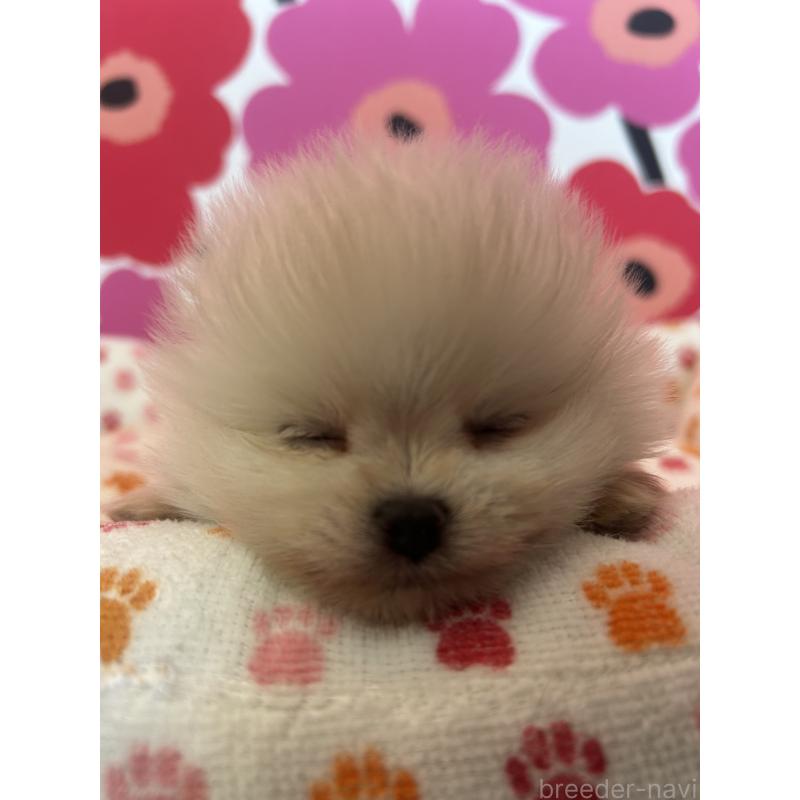 販売中の新潟県のポメラニアン-454880の5枚目