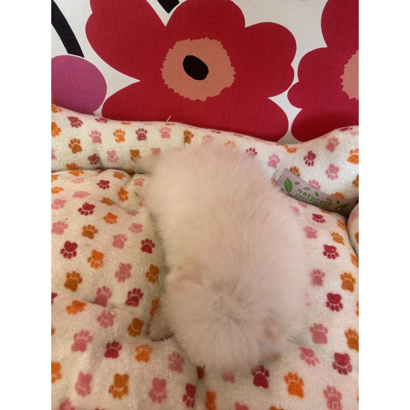 販売中の新潟県のポメラニアン-454880の4枚目