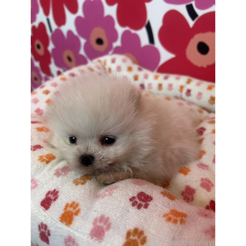 販売中の新潟県のポメラニアン-454880の3枚目