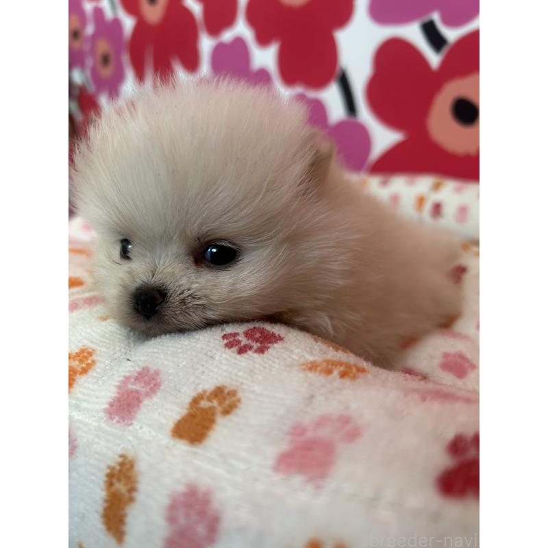 販売中の新潟県のポメラニアン-454880の2枚目