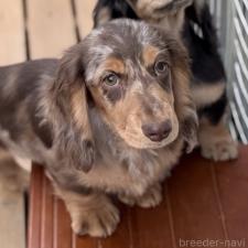 ♀︎ミニチュアダックスフンド(ロングヘアード)