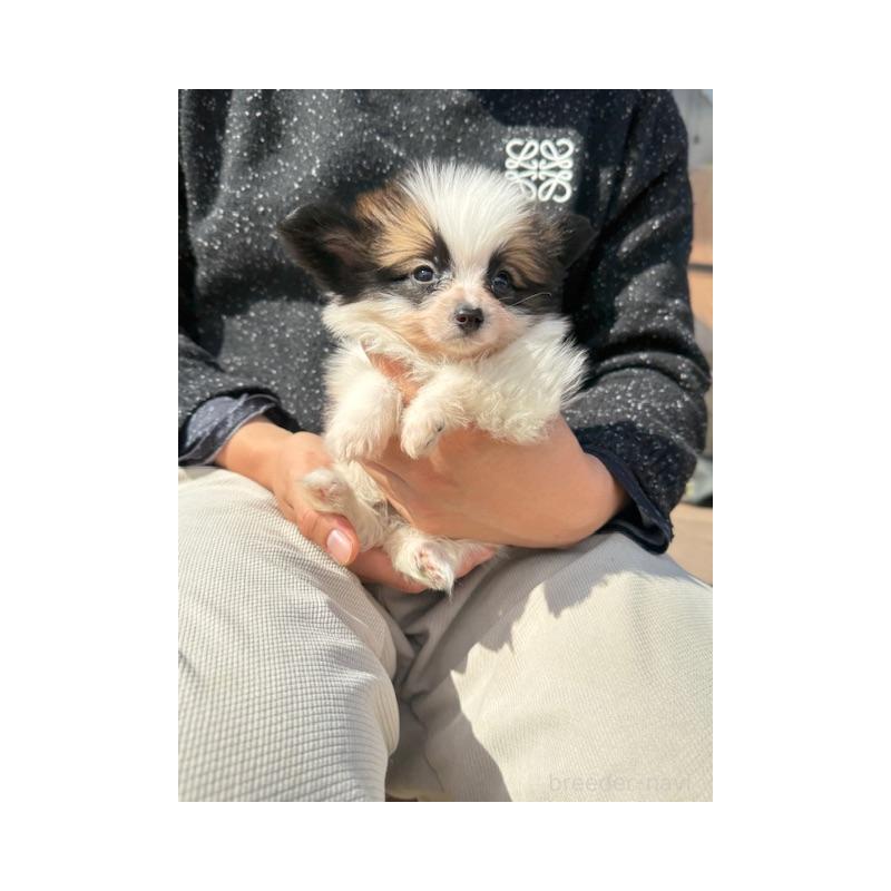 販売中の愛知県のパピヨン-454692の6枚目