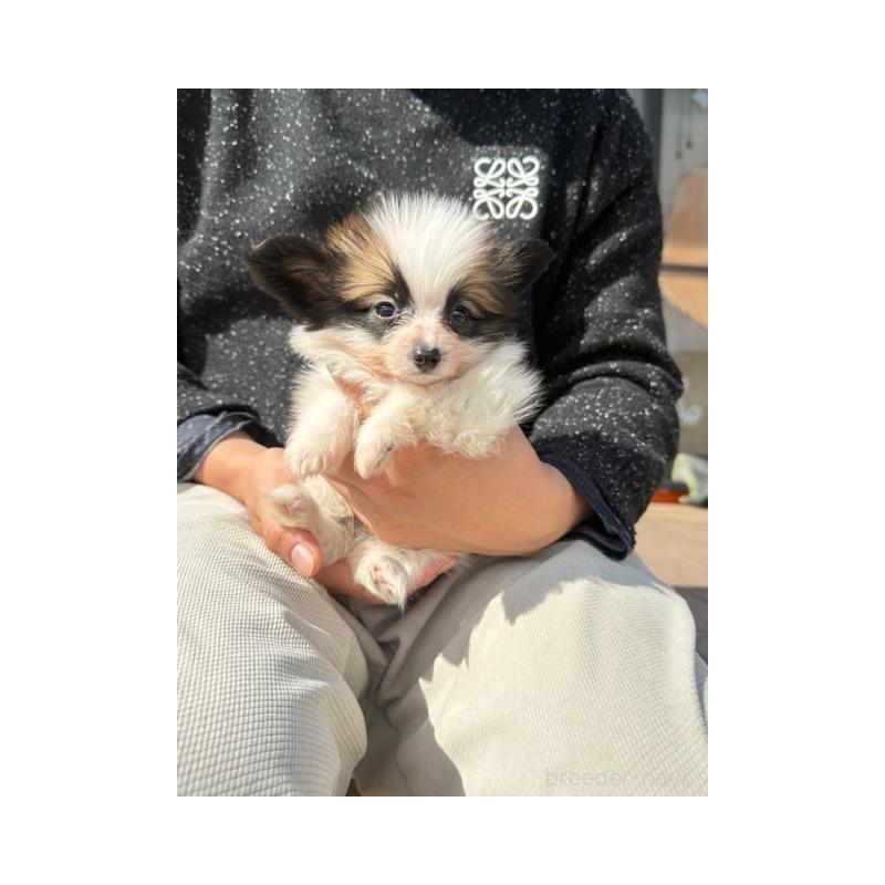 販売中の愛知県のパピヨン-454692の5枚目