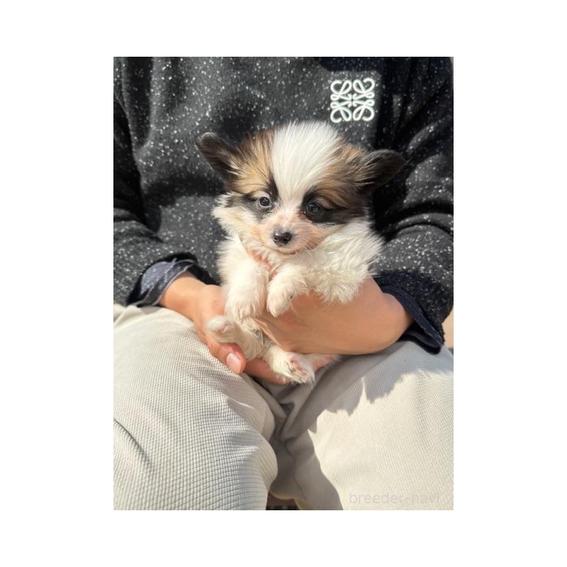 販売中の愛知県のパピヨン-454692の4枚目