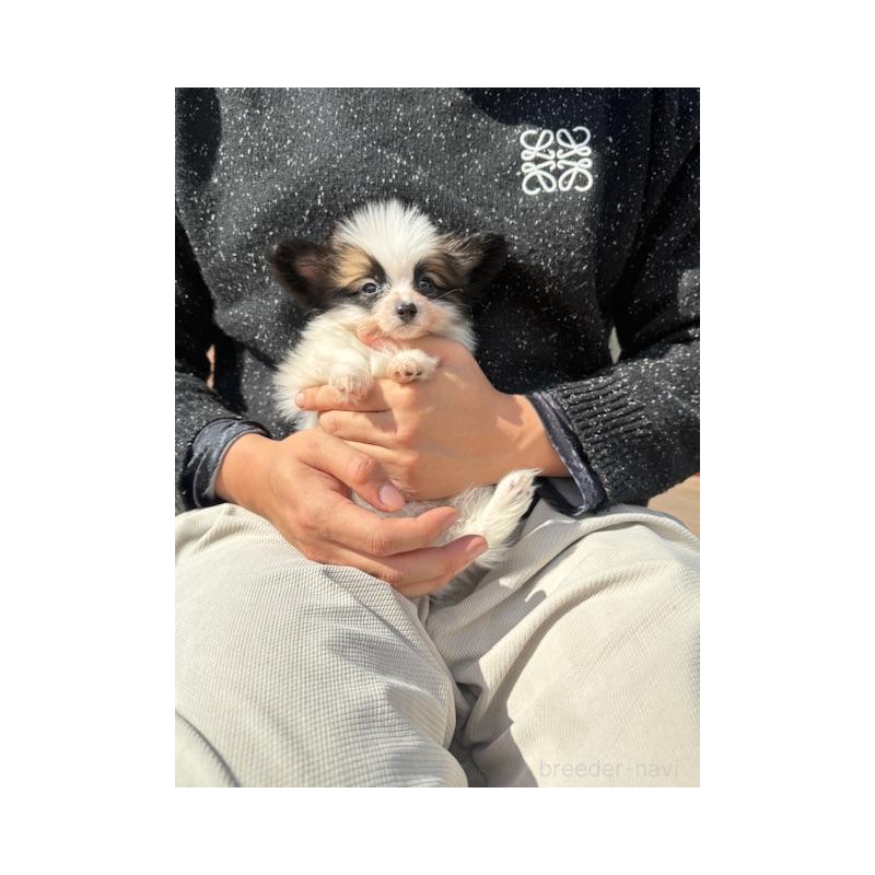 販売中の愛知県のパピヨン-454692の3枚目