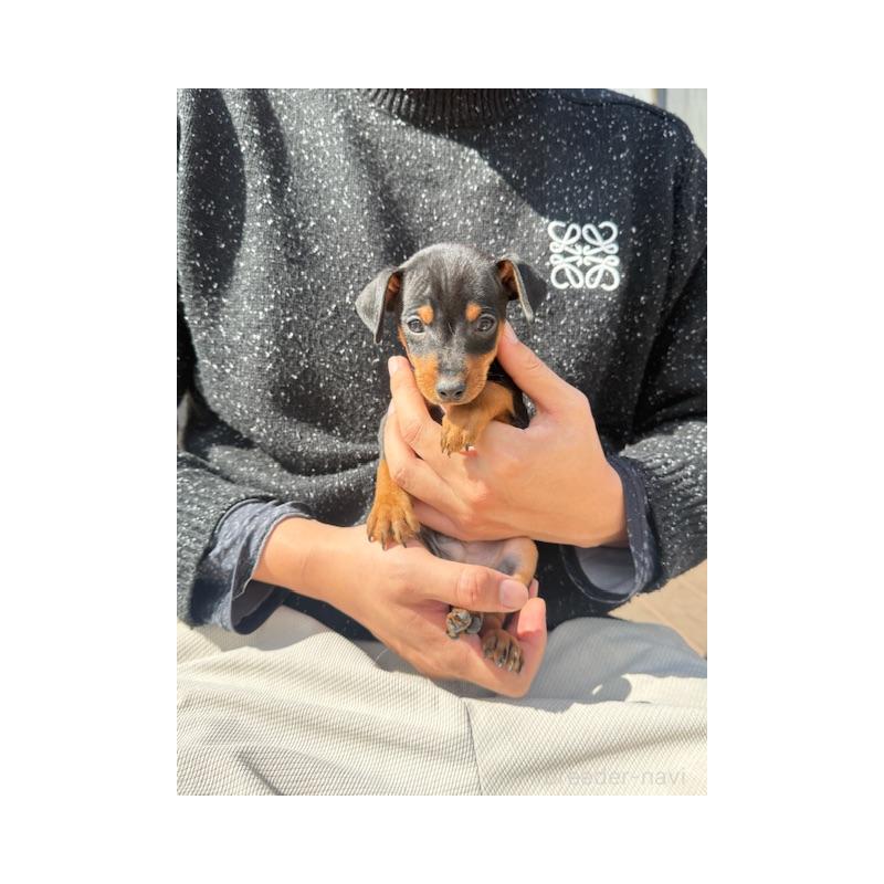 販売中の愛知県のミニチュアピンシャー(ミニピン)-454693の6枚目