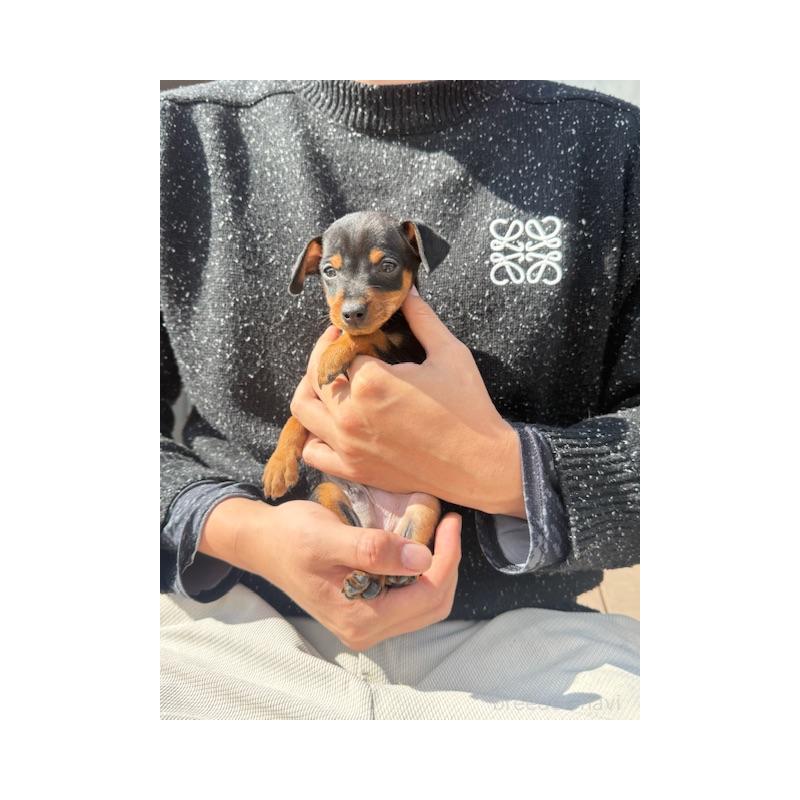 販売中の愛知県のミニチュアピンシャー(ミニピン)-454693の5枚目