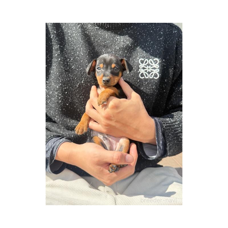 販売中の愛知県のミニチュアピンシャー(ミニピン)-454693の4枚目