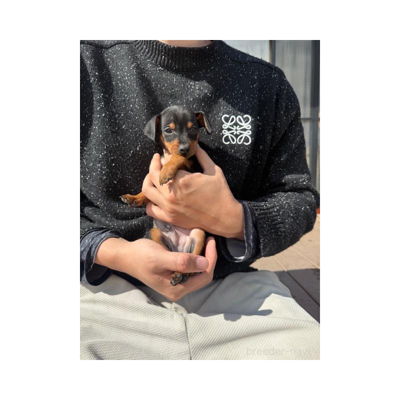 販売中の愛知県のミニチュアピンシャー(ミニピン)-454693の3枚目