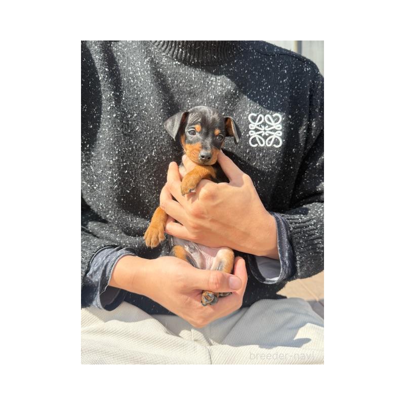 販売中の愛知県のミニチュアピンシャー(ミニピン)-454693の2枚目