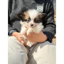 オンライン見学