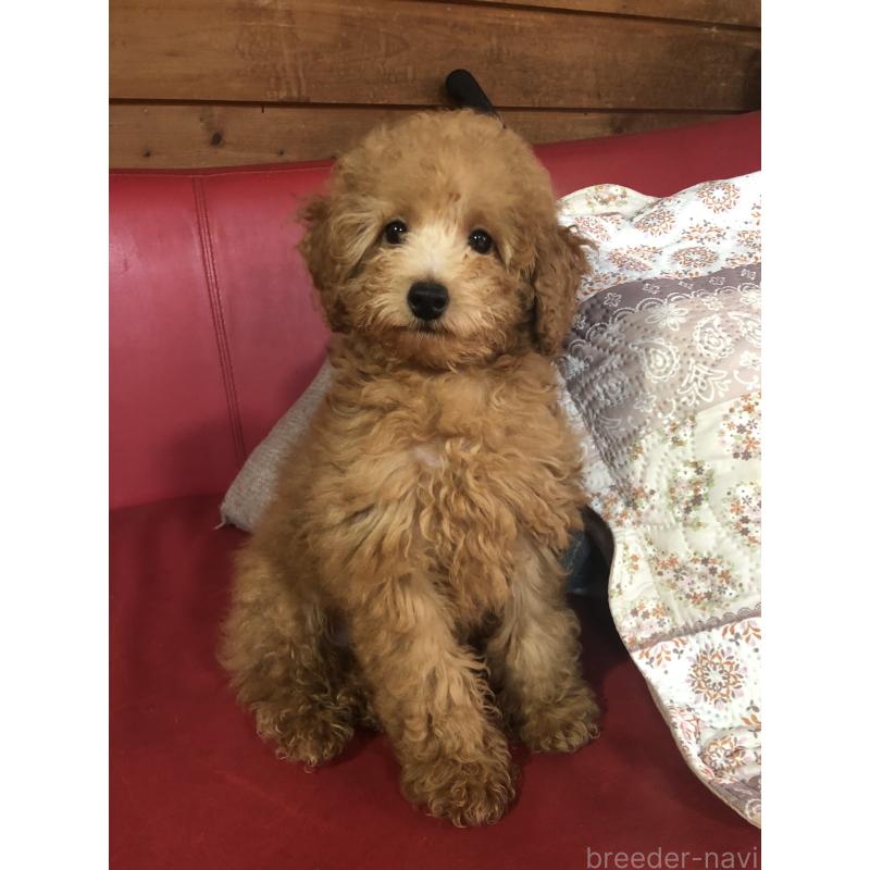 販売中の兵庫県のトイプードル-444619