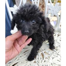 ♀︎ミックス犬