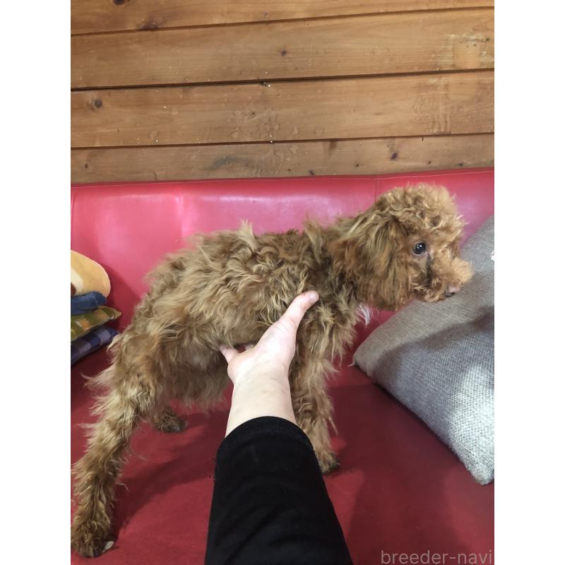 販売中の兵庫県のトイプードル-425599の11枚目