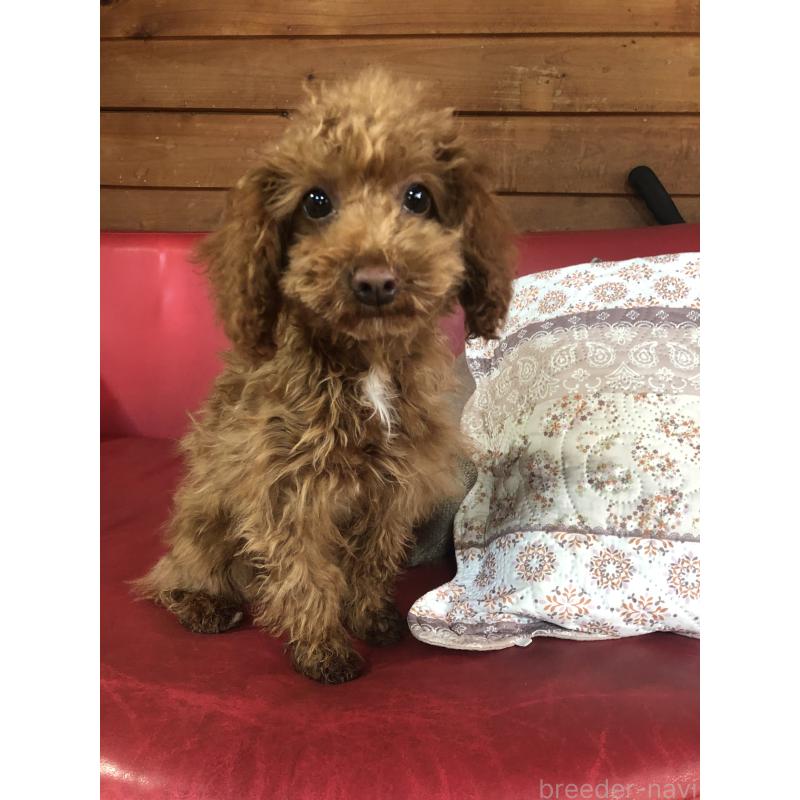 販売中の兵庫県のトイプードル-425599の10枚目