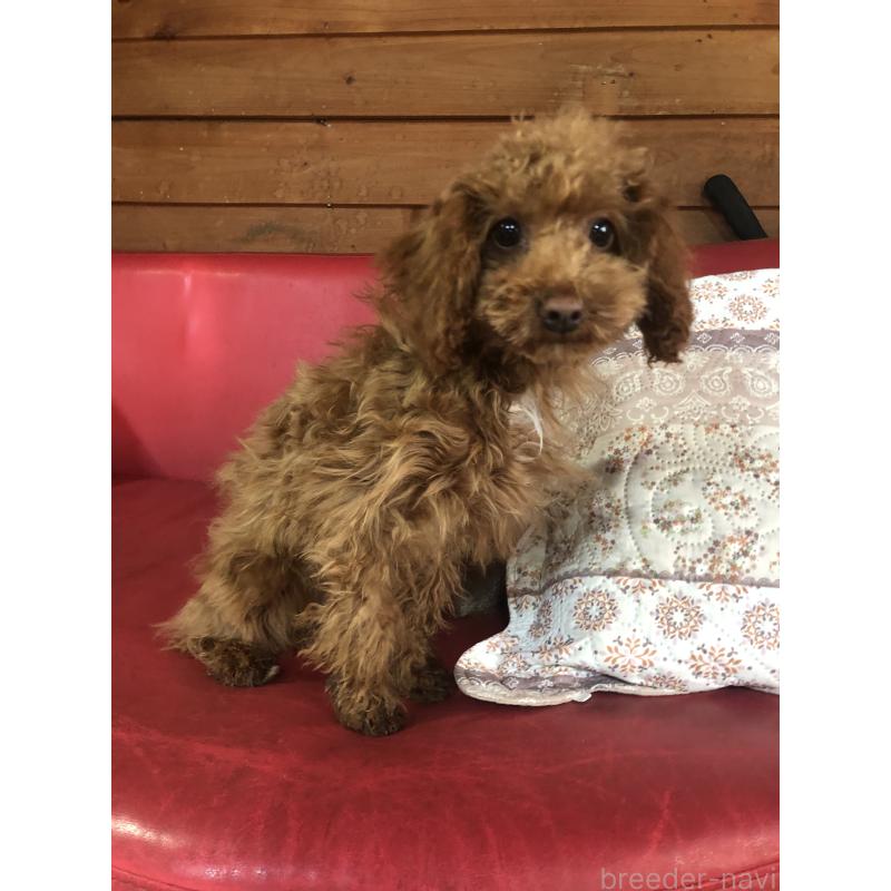 販売中の兵庫県のトイプードル-425599の9枚目