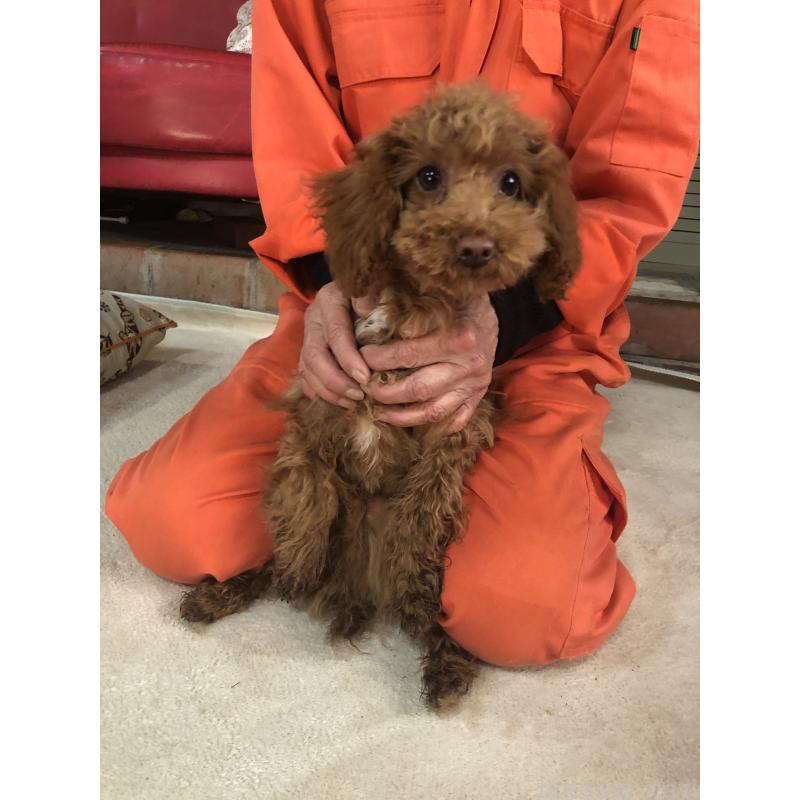 販売中の兵庫県のトイプードル-425599の8枚目