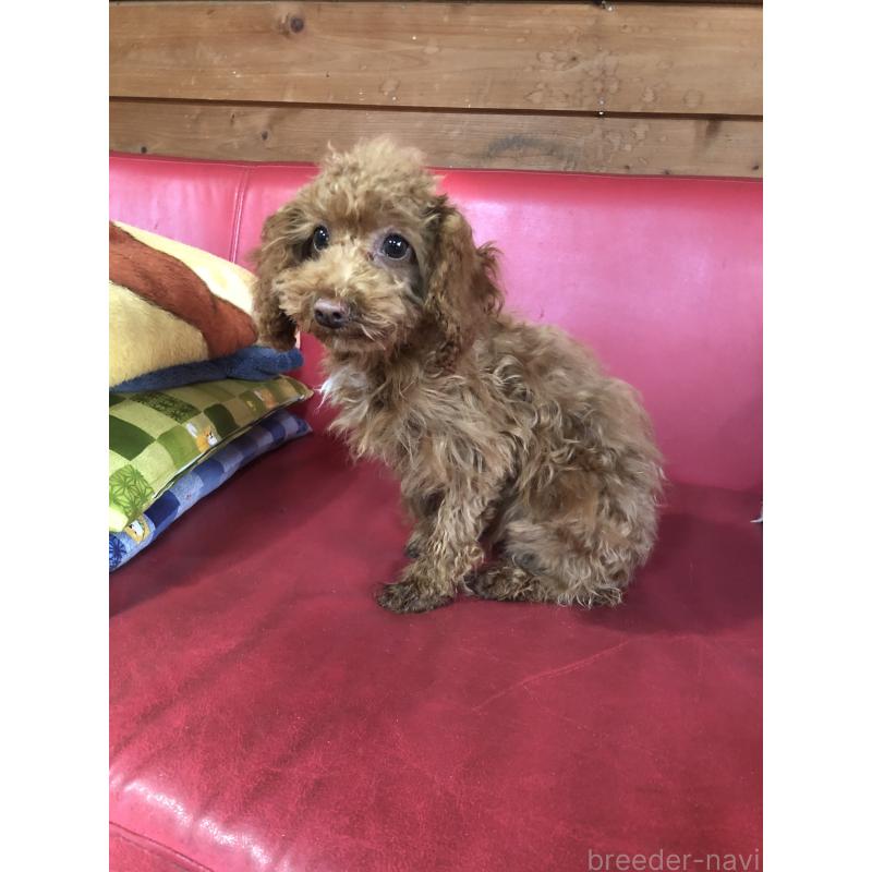 販売中の兵庫県のトイプードル-425599の7枚目