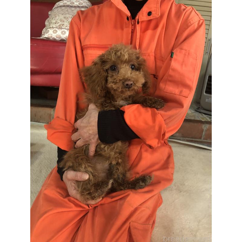 販売中の兵庫県のトイプードル-425599の6枚目