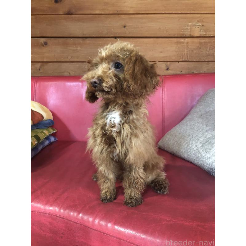 販売中の兵庫県のトイプードル-425599の5枚目