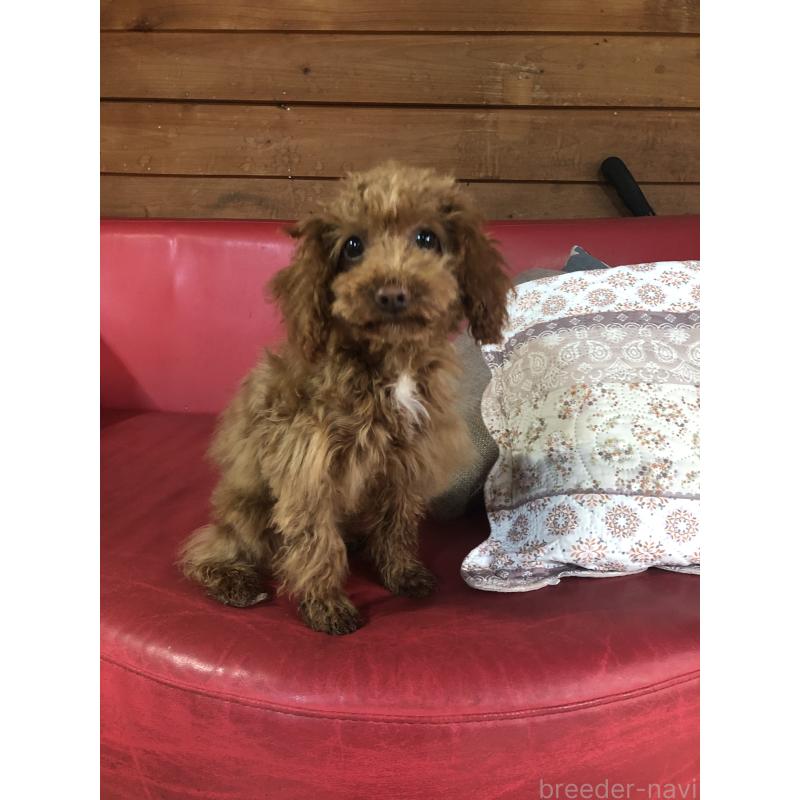 販売中の兵庫県のトイプードル-425599の4枚目