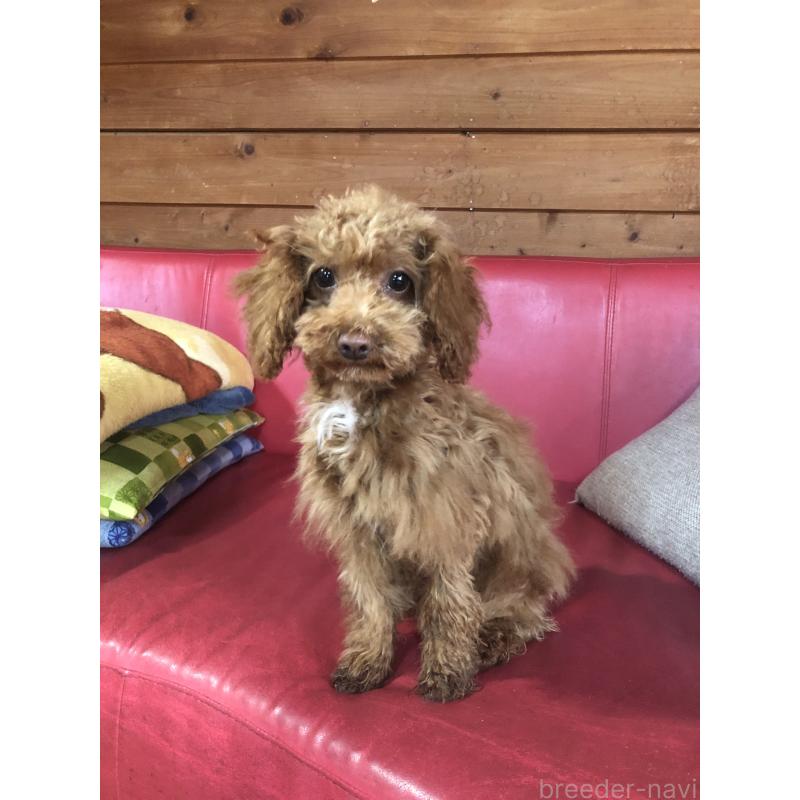 販売中の兵庫県のトイプードル-425599の3枚目