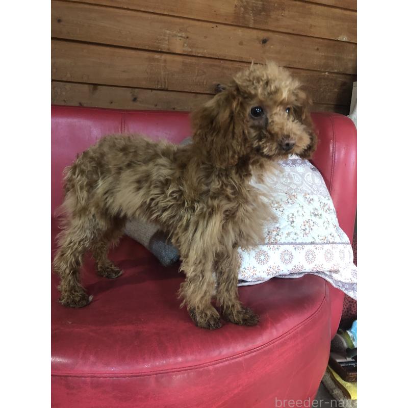 販売中の兵庫県のトイプードル-425599の2枚目