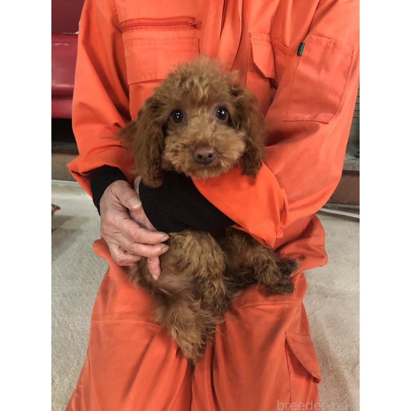 販売中の兵庫県のトイプードル-425599