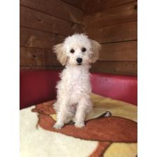 ♀︎トイプードル