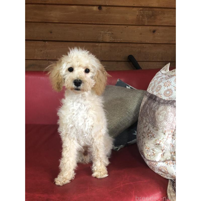 販売中の兵庫県のトイプードル-437676