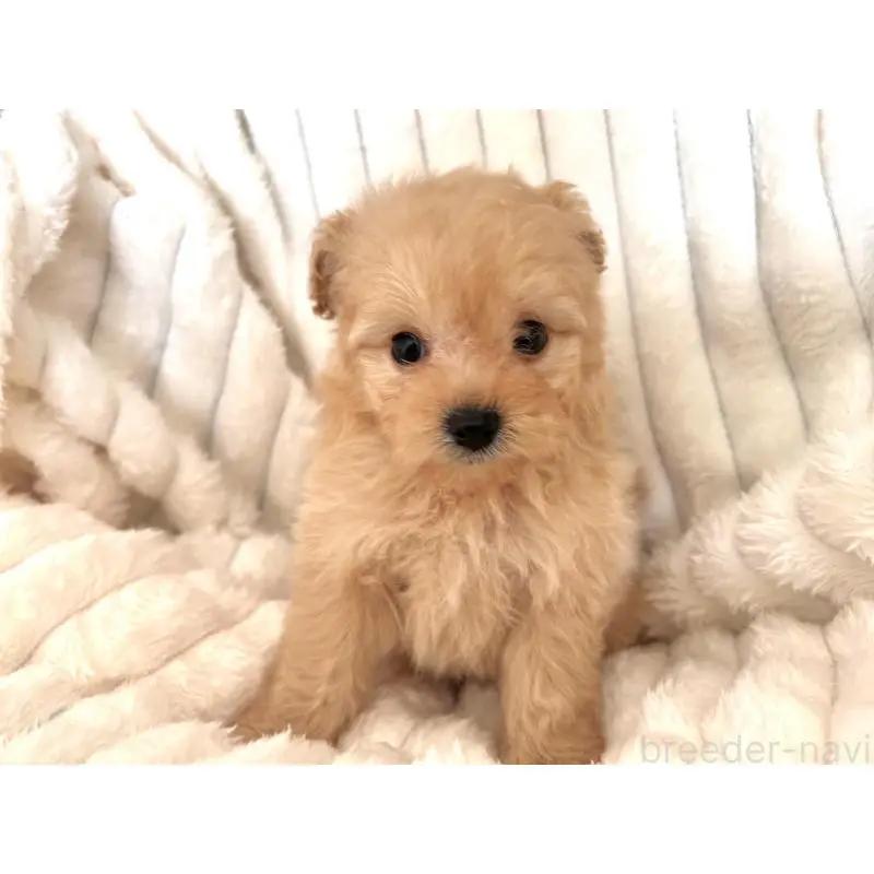 販売中の静岡県のポメプー:ポメラニアン×トイプードル-454696の3枚目