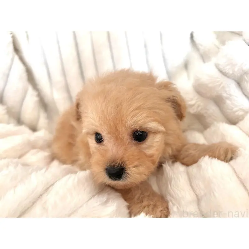 販売中の静岡県のポメプー:ポメラニアン×トイプードル-454696の2枚目