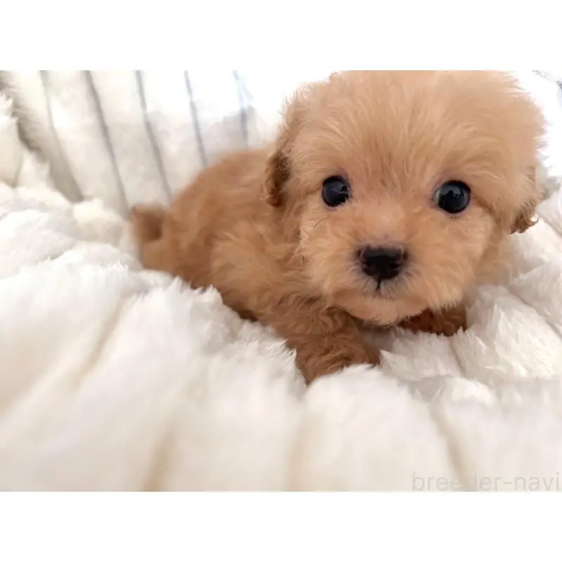 販売中の静岡県のポメプー:ポメラニアン×トイプードル-454697の4枚目