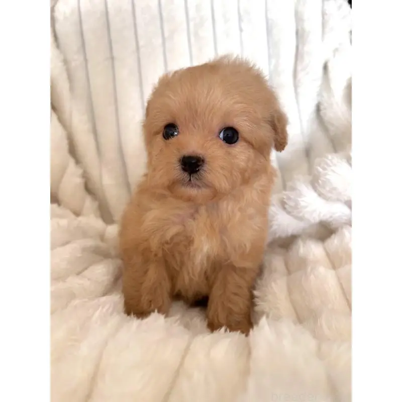 販売中の静岡県のポメプー:ポメラニアン×トイプードル-454697の3枚目