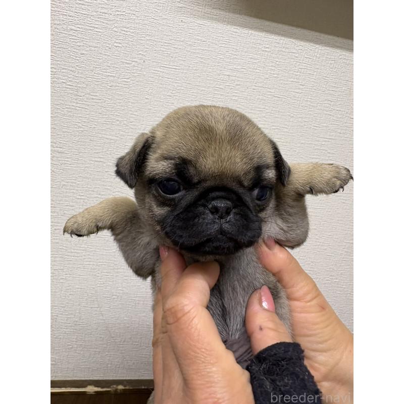 販売中の千葉県のパグ-454698の5枚目