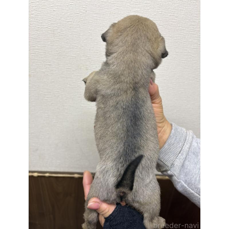 販売中の千葉県のパグ-454698の4枚目