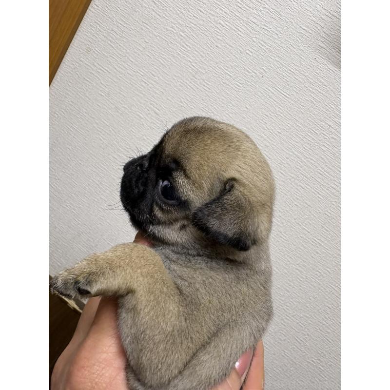 販売中の千葉県のパグ-454698の3枚目