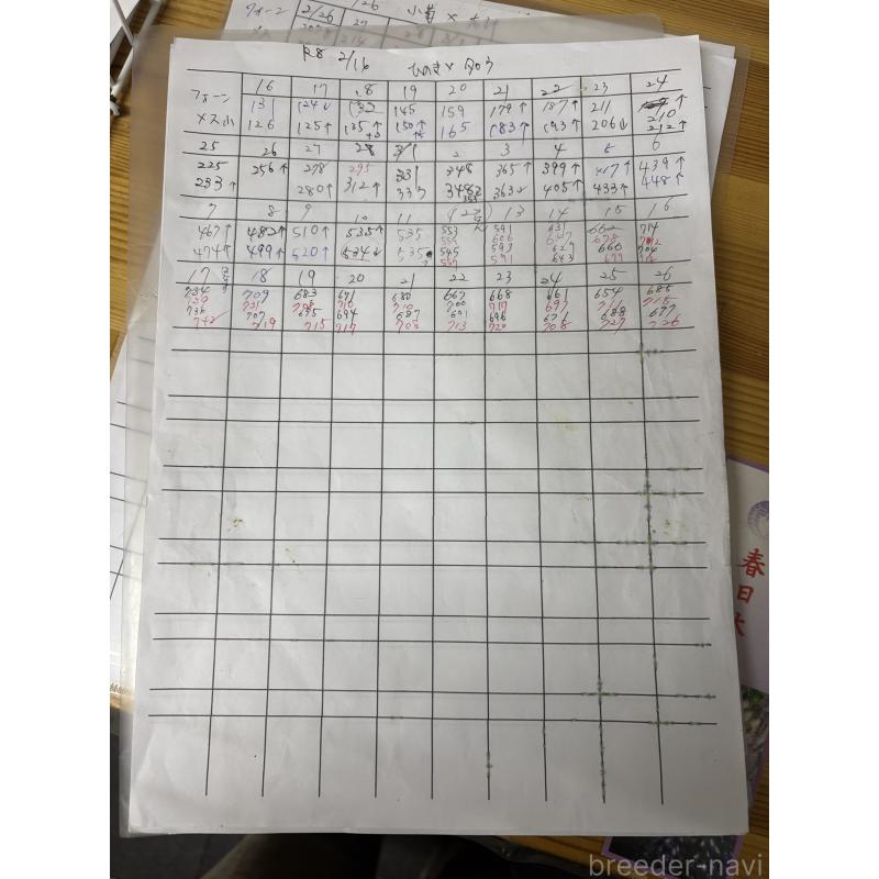 販売中の千葉県のパグ-454698の2枚目